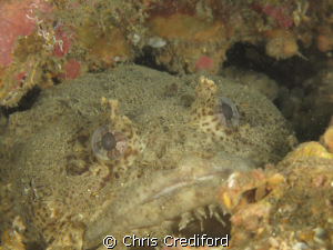 The third toadfish pic of the dive.  Canon G10 dual Ikeli... by Chris Crediford 